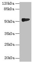 GTDC1 Antibody