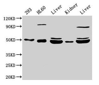 NADK2 Antibody