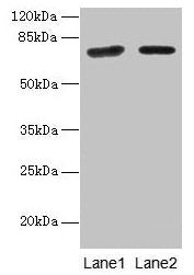 KLHL22 Antibody