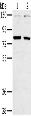 CD44 Antibody
