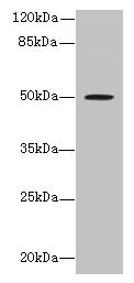 RUNDC3A Antibody