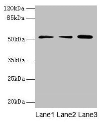 ACSBG2 Antibody