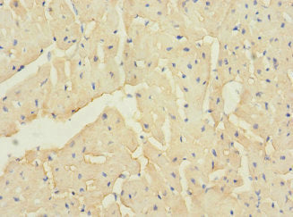 TTC32 Antibody