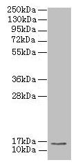 MRPL51 Antibody