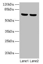 SYTL3 Antibody