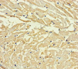 C4orf46 Antibody