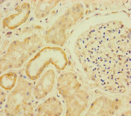 RFTN2 Antibody