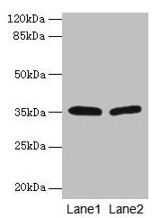 HSD17B12 Antibody