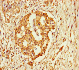 FBLN7 Antibody