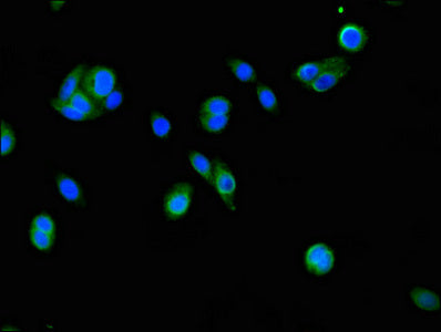 FSIP2 Antibody