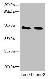 IGSF11 Antibody