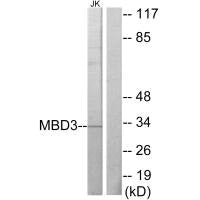 MBD3 Antibody