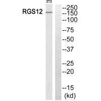 RGS12 Antibody