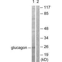 GCG Antibody