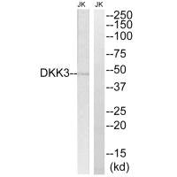 DKK3 Antibody