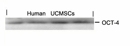 POU5F1 Antibody