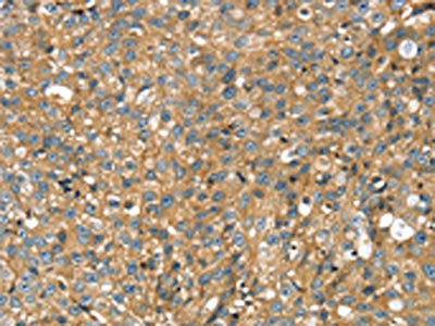 STX11 Antibody