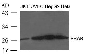 HSD17B10 Antibody