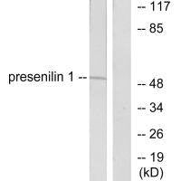 PSEN1 Antibody