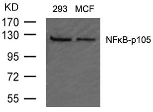 NFKB1 (Ab-907) Antibody