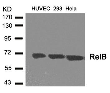 RELB (Ab-573) Antibody