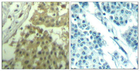 CDK1 (Ab-19) Antibody