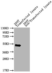 pat Antibody