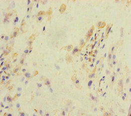 KLHL26 Antibody