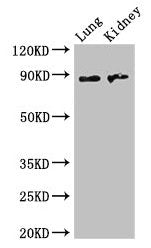 NAALADL2 Antibody
