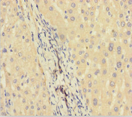 HIKESHI Antibody