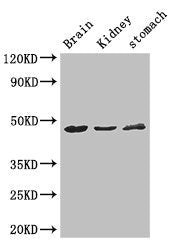 AGK Antibody