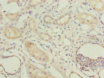 COBLL1 Antibody