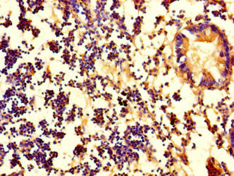 PDZD11 Antibody