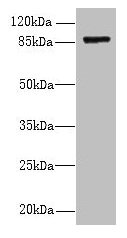 FSCB Antibody