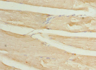 WDR38 Antibody