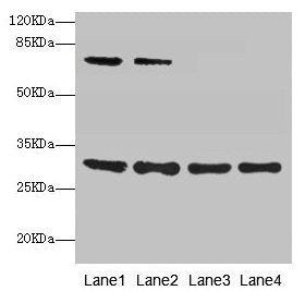 SPIN3 Antibody