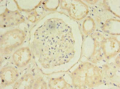 MFSD14B Antibody