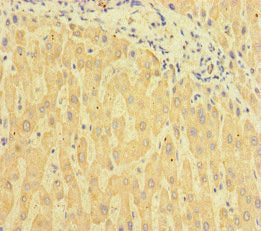 TSBP1 Antibody