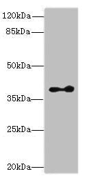 CLVS2 Antibody