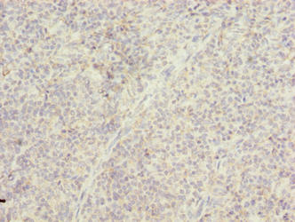 TMTC4 Antibody