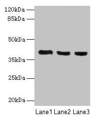C9orf64 Antibody