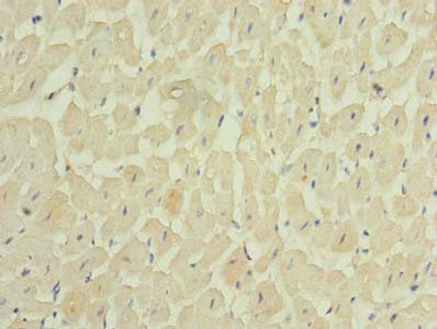 MEI1 Antibody