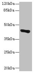 GLT8D1 Antibody