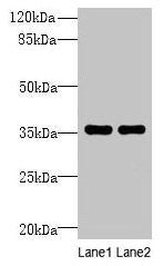 NAIF1 Antibody