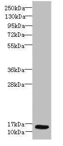 Ly6e Antibody