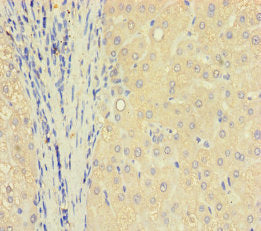 TXNDC8 Antibody