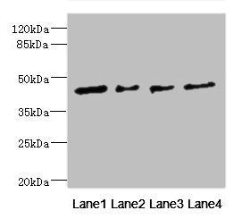 FCRL6 Antibody