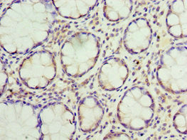 SUMO4 Antibody