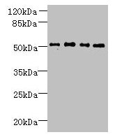 TTC38 Antibody