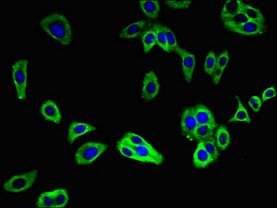 TMEM240 Antibody